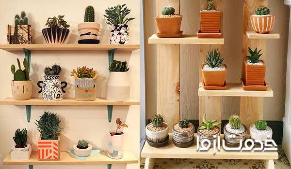 اصول نگهداری کاکتوس در خانه 